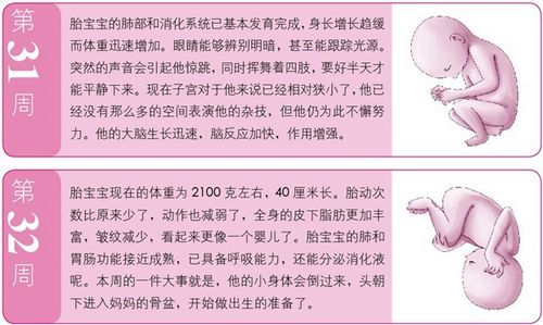 孕8月：胎寶寶對光很敏感