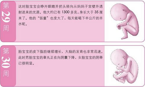 孕8月：胎寶寶對光很敏感